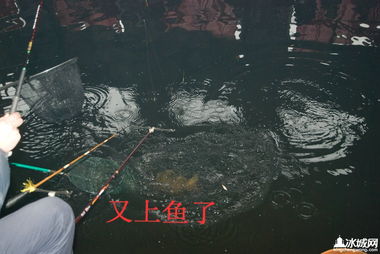 渔具流转新篇章 首届二手渔具买卖置换交易大会圆满落幕